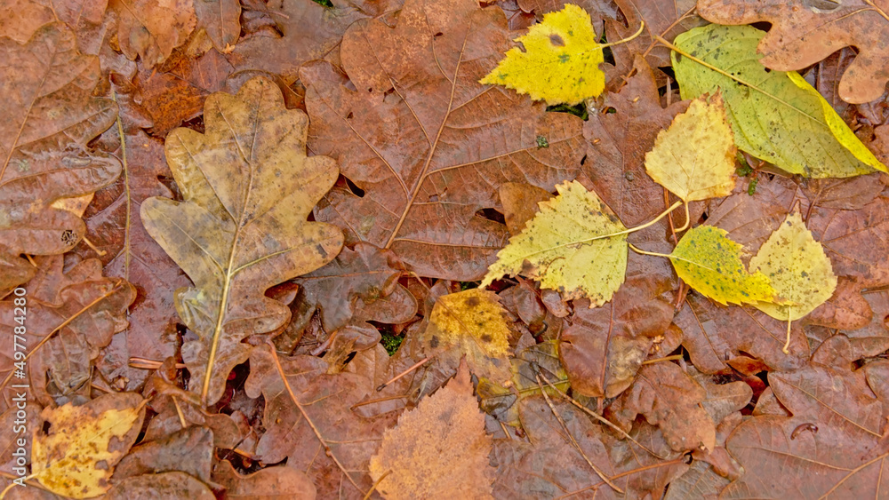 brown and yellow birch and oak leafs on the forest floor