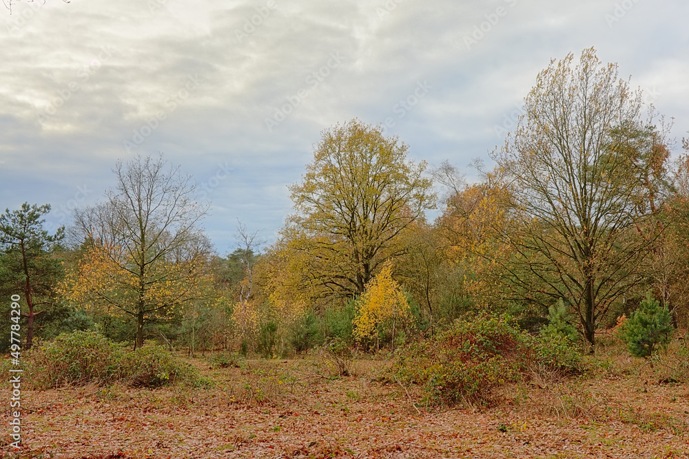 Autumn trees in a field in a field in the flemish countryside Autumn trees in a field in a field in the flemish countryside