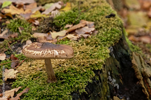 Deadly dapperling mushroom growing on a tree trunk - Lepiota brunneoincarnata
 photo