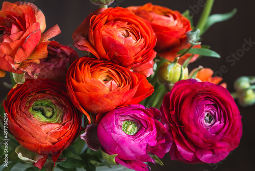 Colorful flowers bunch of beautiful ranunculus flowers in colors fuchsia  magenta  red and purple.