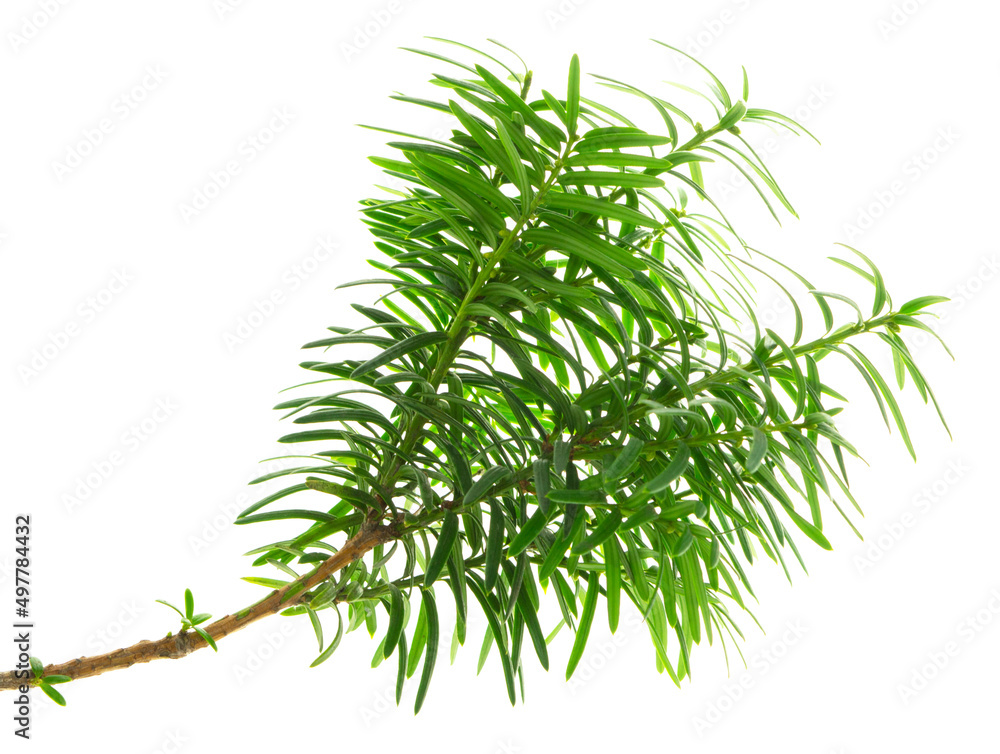Yew . Bright young branches of a green bush close-up. Yew branches with fresh green leaves. English yew, European yew. Yew . Bright young branches of a green bush close-up. Yew branches with fresh green leaves. English yew, European yew.