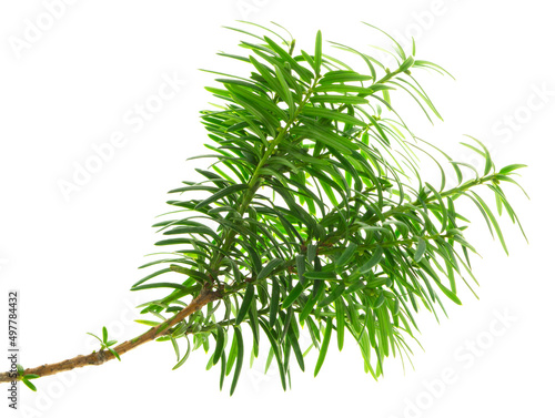 Yew . Bright young branches of a green bush close-up. Yew branches with fresh green leaves. English yew, European yew.