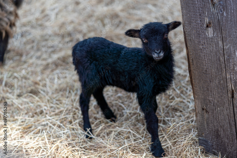 newborn black lamb on the farm, ouessant - one of the smallest breeds of sheep in the world, looking to camera, sweet and curious animals, Easter concept newborn black lamb on the farm, ouessant - one of the smallest breeds of sheep in the world, looking to camera, sweet and curious animals, Easter concept