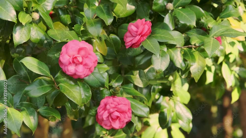 Camellia sinensis garden tree in bloom, Pink Camellia flowers swaying in the wind Camellia sinensis garden tree in bloom, Pink Camellia flowers swaying in the wind