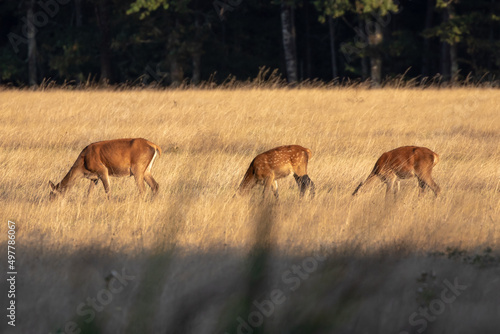 Canvas-taulu 3 hinds in a meadow