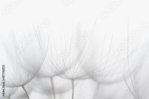 Dandelion silhouette fluffy flower on white background. Seed macro closeup. Soft defocused photo. Goodbye Summer. Hope and dreaming concept. Fragility. Springtime. Freedom to Wish.