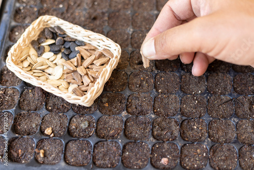 Planting vegetable seeds in a seed tray photo