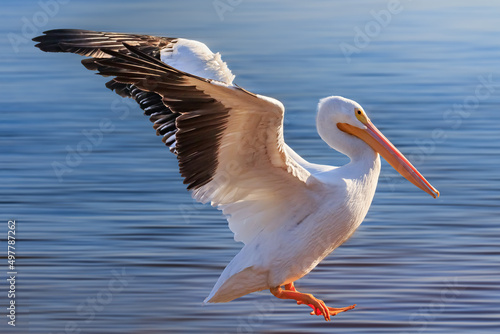 American White Pelican (Pelecanus erythrorhynchos) at Lake Hefner in Oklahoma city, OK © Richard