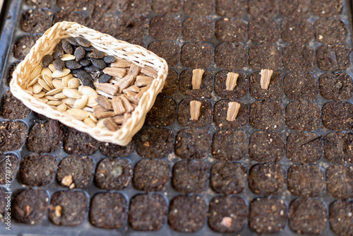 sowing mixed vegetable seeds for summer crop photo