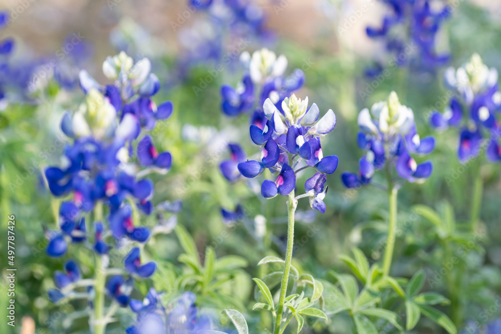 The bluebonnet is the state flower of Texas. The bluebonnet is the state flower of Texas.