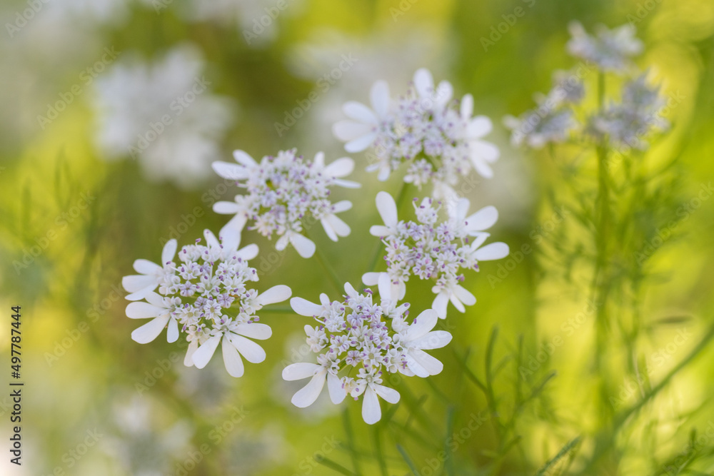 When cilantro (coriander) bolts, it produces beautiful white blooms that are loved by insects.