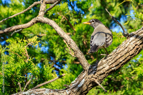 American Robin (Turdus migratorius) sitting in a tree