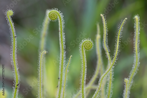 The sticky stems of carnivorous Tracy's sundew unfurl like a fern.