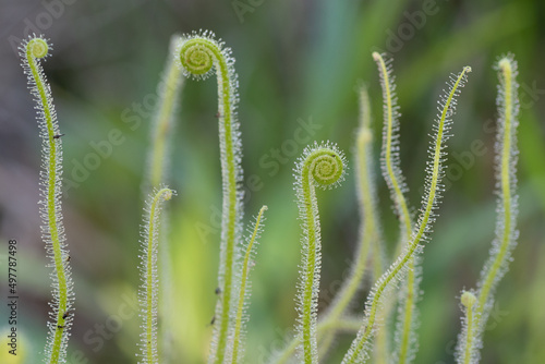 The sticky stems of carnivorous Tracy's sundew unfurl like a fern. photo