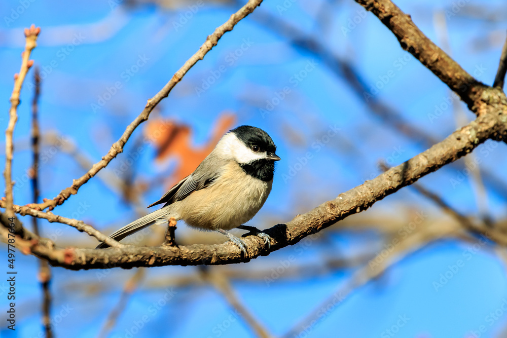Obraz premium Carolina Chickadee (Poecile carolinensis) perched in a tree in Edmond, OK