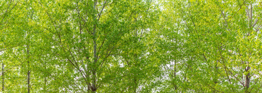 Obraz premium poplar, the shade of a tree image, a leafy shade,a young sprout 