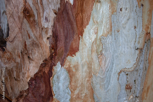 close-up of Eucalyptus (Eucalyptus globulus) tree trunk