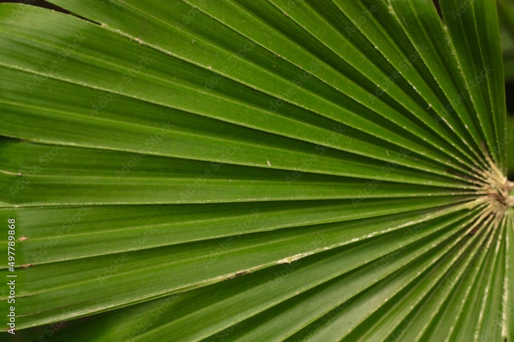 leaf leaf