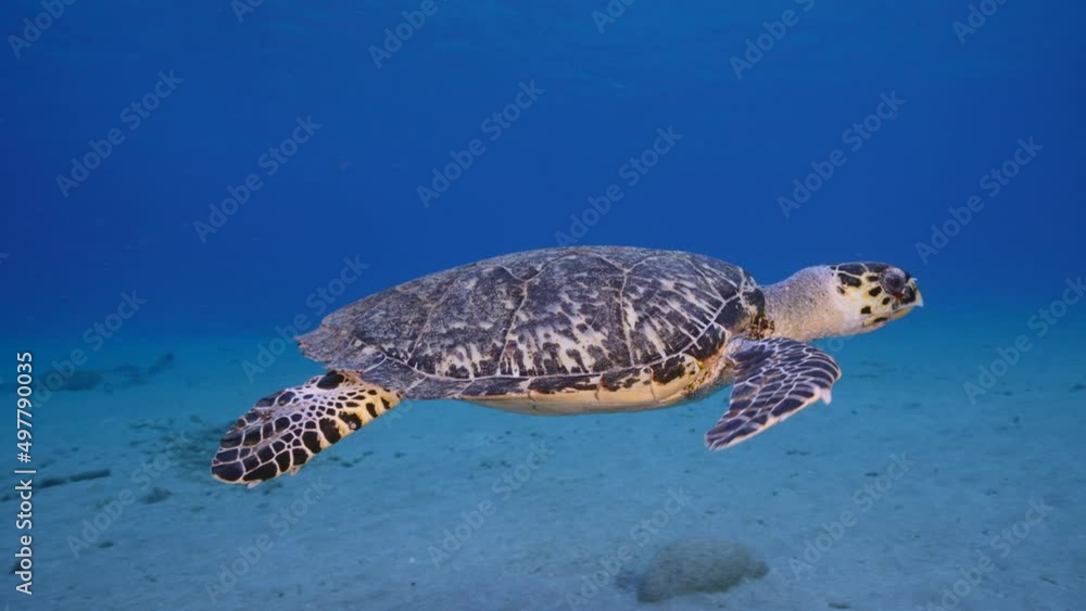 Seascape with Hawksbill Sea Turtle in the coral reef of Caribbean Sea, Curacao Seascape with Hawksbill Sea Turtle in the coral reef of Caribbean Sea, Curacao