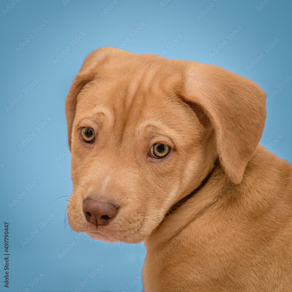 Fotografía de un cachorro de perro labrador marrón con fondo azul