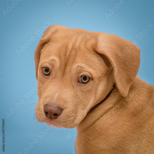 Fotograf  a de un cachorro de perro labrador marr  n con fondo azul