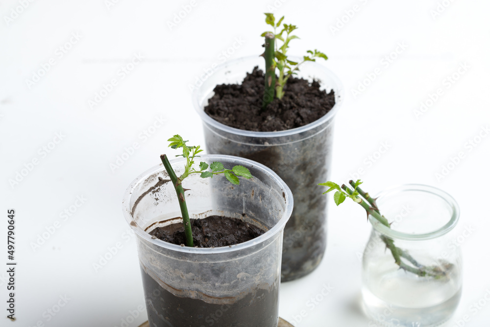 Rose cuttings. On a white background. In the ground