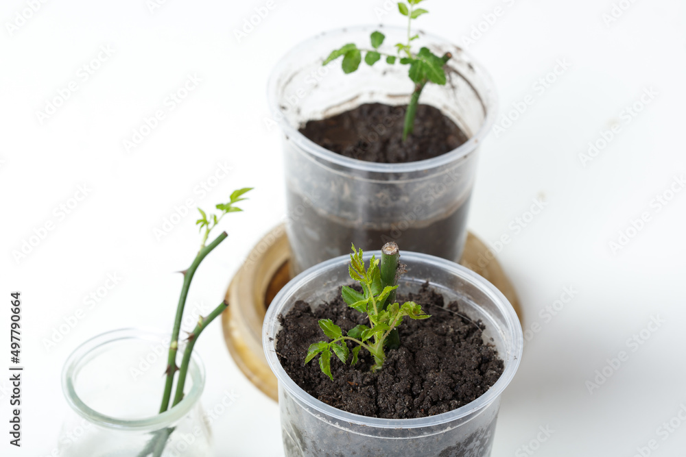 Rose cuttings. On a white background. In the ground Rose cuttings. On a white background. In the ground