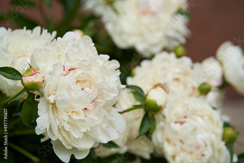 Paeonia lactiflora  peony flower in the garden  beautiful natural background with copy space. High quality photo