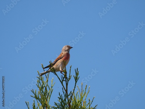 makolągwa - ptak siedzący na czubku drzewa