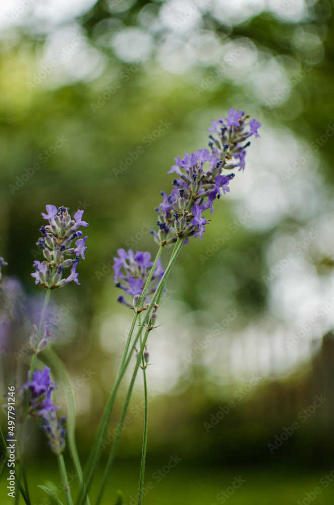 Gentle purple lavender flowers grow on the field outdoors for a bouquet Gentle purple lavender flowers grow on the field outdoors for a bouquet