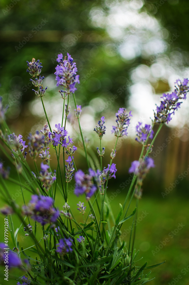 Gentle purple lavender flowers grow on the field outdoors for a bouquet Gentle purple lavender flowers grow on the field outdoors for a bouquet