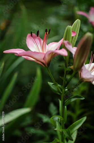 A fragrant bouquet of lily flowers for a gift or storage