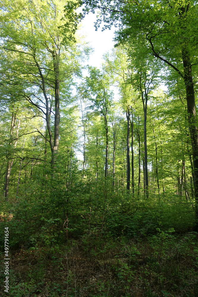 Obraz premium Wald im Frühling