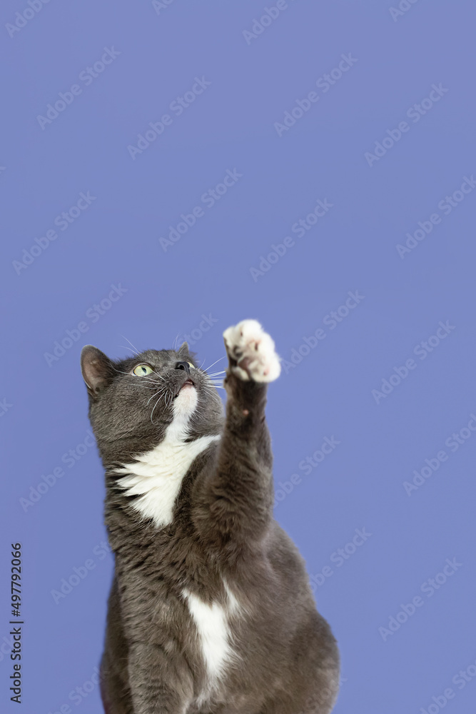 A domestic cat on a blue background. Animal themes. A shorthair cat. Copy space