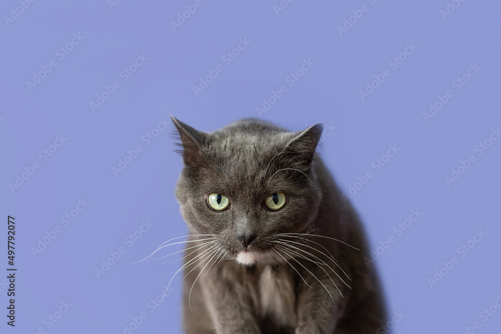 A domestic cat on a blue background. Animal themes. Copy space. A shorthair cat