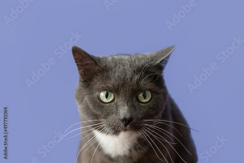 A domestic cat on a blue background. Animal themes. Shorthair cat close-up
