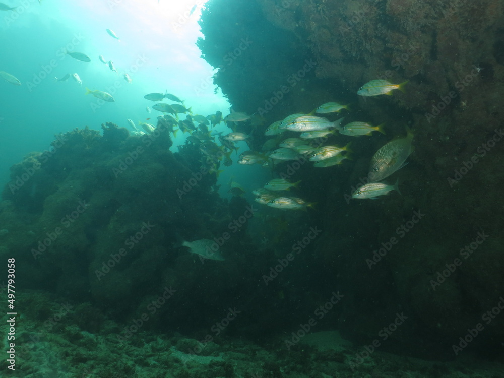 Fototapeta premium cardumen