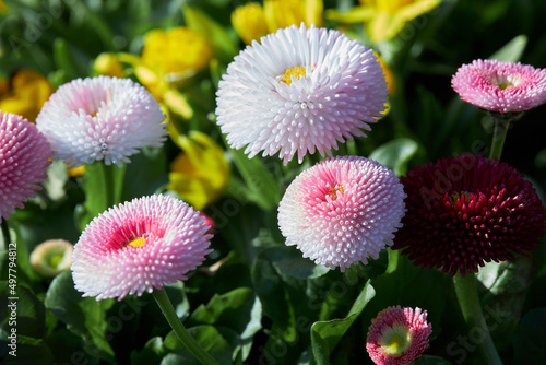 Bellis perennis pomponette  also called daisy bloom . Blooming seedlings  with pink flower heads grow in the garden