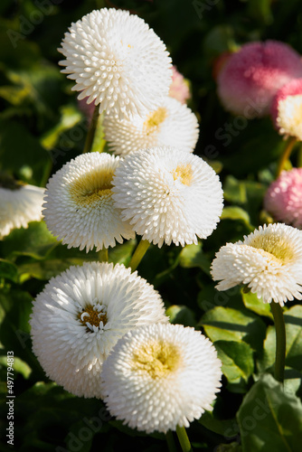 Bellis perennis pomponette (also called daisy bloom). Blooming seedlings  with pink flower heads grow in the garden photo