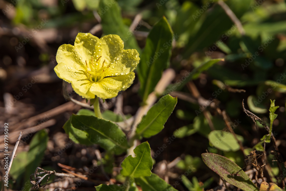 Morning dew on yellow sundrops wildflower close-up Morning dew on yellow sundrops wildflower close-up