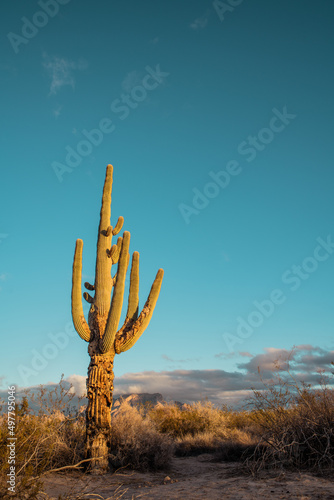 Saguaro cactus in desert
