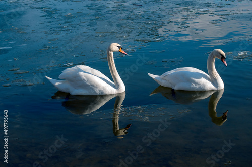 white swans group on the lake swim well under the bright sun