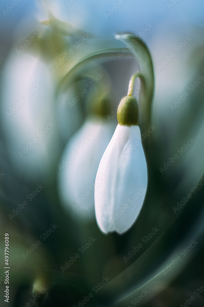 The first spring flowers. Primroses. Snowdrops. Galanthus. White flowers. The first spring flowers. Primroses. Snowdrops. Galanthus. White flowers.