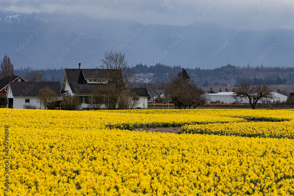 Daffodils Blooming in Skagit Valley Washington in Early Spring
