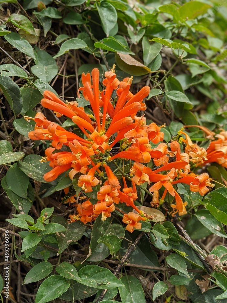 Orange trumpet flower blooming plant Pyrostegia Venusta flowers Orange trumpet flower blooming plant Pyrostegia Venusta flowers