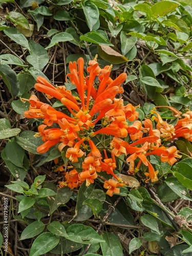 Orange trumpet flower blooming plant Pyrostegia Venusta flowers