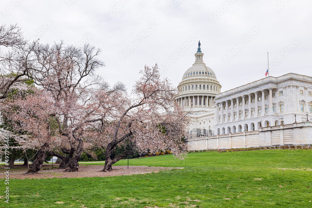 Overcast view of the United States Capitol with Cherry tree blossom