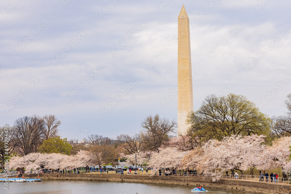 Overcast view of the Washington Monument with cherry blossom