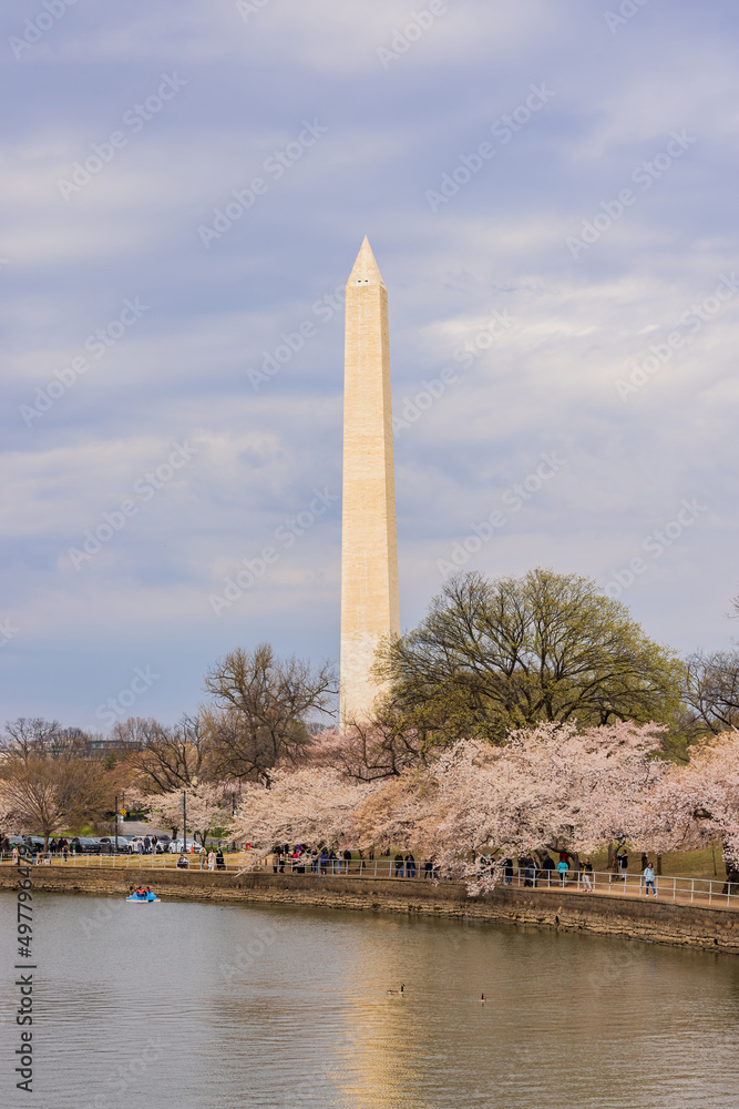 Overcast view of the Washington Monument with cherry blossom