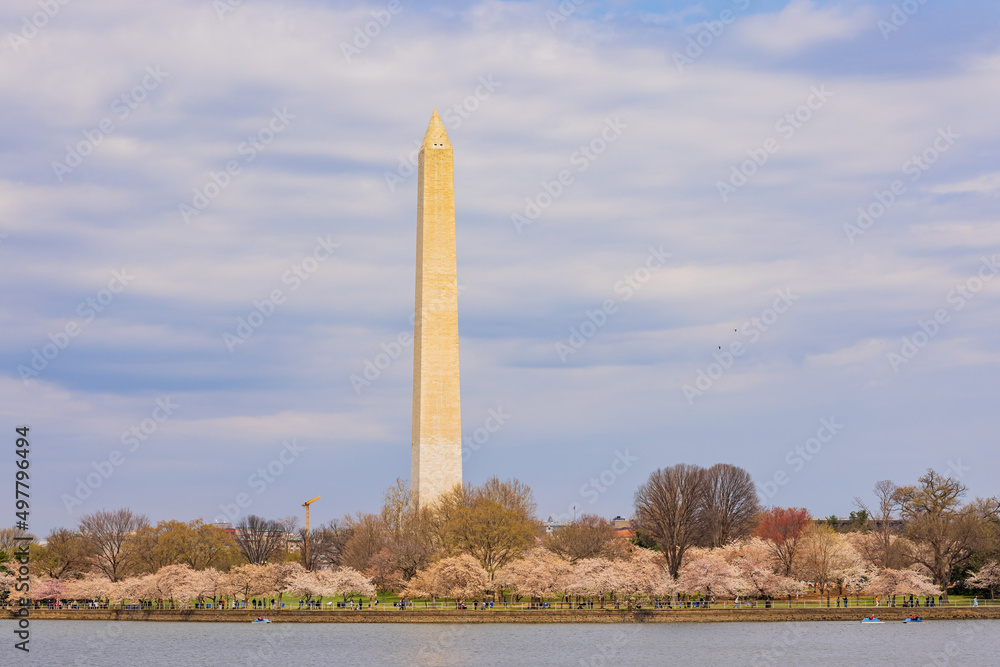Sunny view of the Washington Monument with cherry blossom